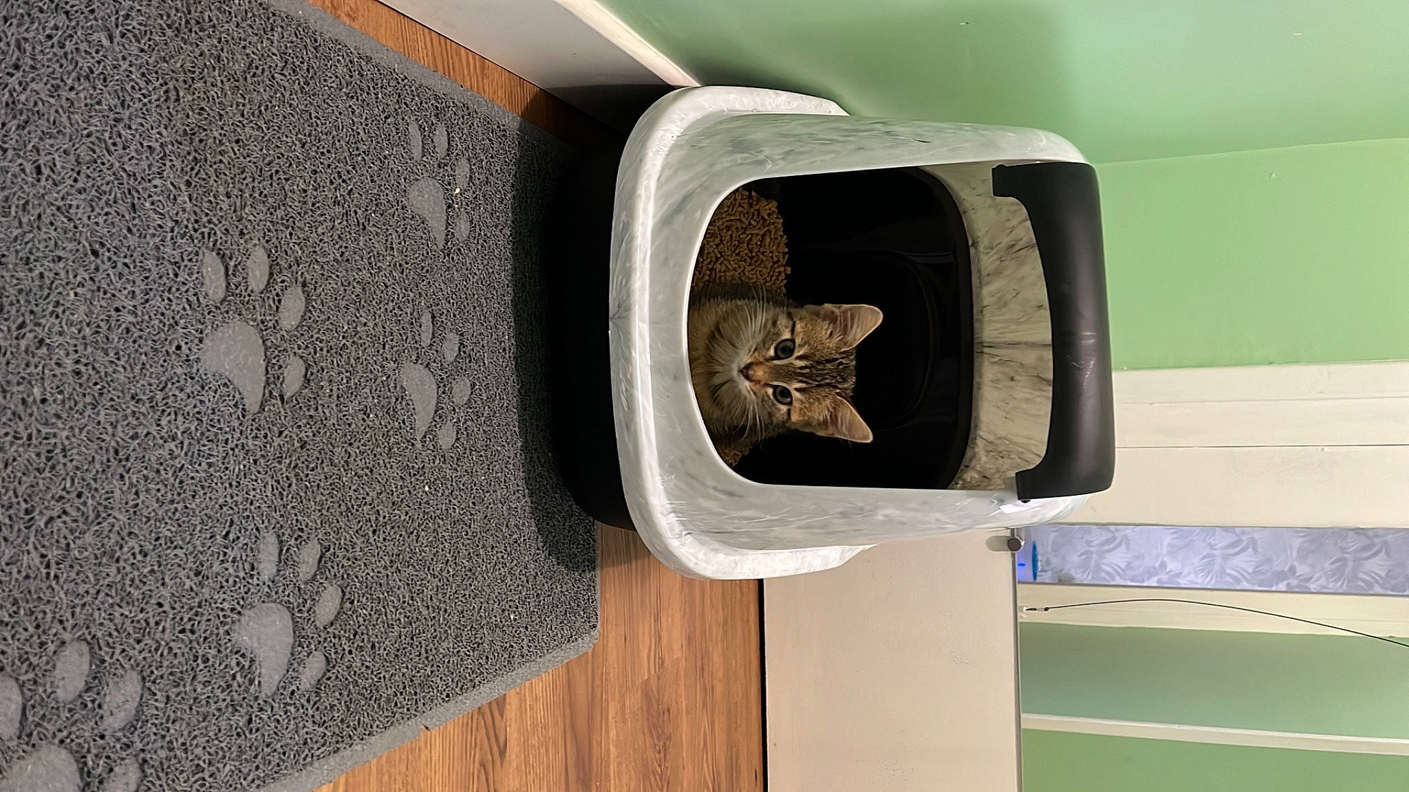 Ulysse a rejoint le concours — aidez-le/la à gagner de superbes lots ! automotive_exterior, carnivore, cat, cat_supply, design, door, felidae, fixture, grey, hardwood, pattern, pet_supply, rectangle, room, security, small_to_medium_sized_cats, symbol, vehicle_door, wood, wood_stain