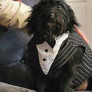 Alfie joined the competition — help win amazing prizes! dog, black_dog, tuxedo, clothing, person, face, couch, indoor, pet, animal, furry, portrait, seated, close_up, home, companion, cute, furniture, interaction, casual