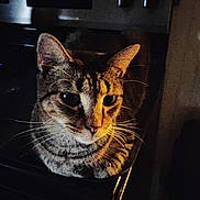 Shari Gibson is registered to the contest to win money with this photo: animal, appliance, cat, closeup, curious, dark, ears, face, feline, indoor, kitchen, pet, quiet, shadow, sitting, soft_light, stove, stripes, tabby, whiskers