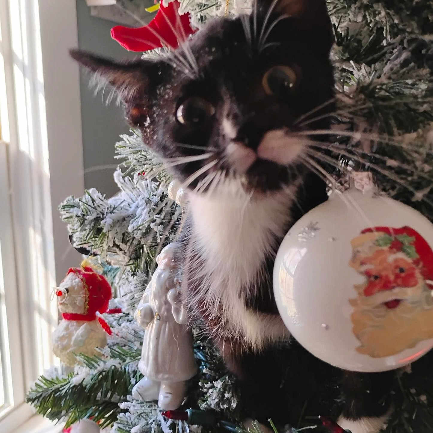 Secu joined the competition — help win amazing prizes! accessories, animal, cat, christmas, christmasdecorations, christmastree, christmastreeornaments, conifer, festival, flower, kitten, manx, ornament, pet, pine, plant, plate, plush, toy, tree