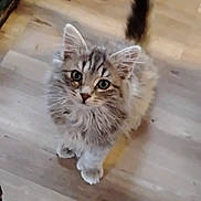 Toe Beans is registered to the contest to win money with this photo: kitten, cat, pet, fur, curious, animal, indoor, wooden_floor, cute, small, whiskers, tail, ears, eyes, feline, mammal, domestic_animal, young, adorable, looking_up