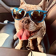 Boba joined the competition — help win amazing prizes! animal, black, blue, brown, car_interior, chain, closeup, cool, credit_card, dog, french_bulldog, happy, leash, pet, portrait, reflection, seat, sunglasses, sunlight, tongue_out