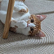 Popie a rejoint le concours — aidez-le/la à gagner de superbes lots ! animal, cat, close_up, curious, cute, domestic_cat, ears, feline, floor, indoor, looking, lying_down, orange_and_white, pet, playful, relaxed, round_rug, textured_rug, whiskers, wooden_chair_leg