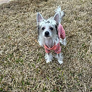 Stevie Nicks joined the competition — help win amazing prizes! dog, small_dog, pink_outfit, grass, dry_grass, outdoor, pet, animal, curious, alert, ears_up, tail_up, stone_pathway, fur, canine, cute, standing, daylight, nature, portrait