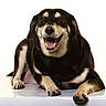 Tsuki a rejoint le concours — aidez-le/la à gagner de superbes lots ! dog, canine, black_and_tan, smiling, open_mouth, teeth, sitting, lying_down, portrait, studio, white_background, glossy_floor, paws, floppy_ears, short_hair, happy, funny, pet, animal, closeup