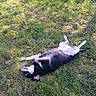 dog, black_and_white_dog, pet, animal, lying_down, on_back, outdoor, grass, meadow, wildflowers, dandelions, sunlight, nature, garden, relaxed, playful, silly_pose, fur, photography, rural