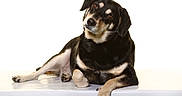 Tsuki participe au concours pour gagner de l'argent avec cette photo : dog, canine, black_and_tan, lying_down, sitting, portrait, studio, white_background, glossy_floor, floppy_ears, brown_eyes, paws, fur, pet, domestic_animal, relaxed, side_eye, full_body, animal_photography, minimalist