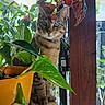 cat, tabby_cat, pet, animal, feline, sitting, portrait, face, eyes, whiskers, ears, striped_fur, houseplant, pothos, leaves, window, indoor, orange_pot, jungle, natural_light