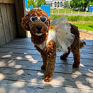 Indy is registered to the contest to win money with this photo: animal, blue_sky, brown_dog, building, costume, cute, dog, greenery, heart_shaped, outdoor, pet, playful, shadow, sky, summer, sunglasses, sunlight, tree, tutu, wooden_deck