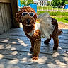 animal, blue_sky, brown_dog, building, costume, cute, dog, greenery, heart_shaped, outdoor, pet, playful, shadow, sky, summer, sunglasses, sunlight, tree, tutu, wooden_deck