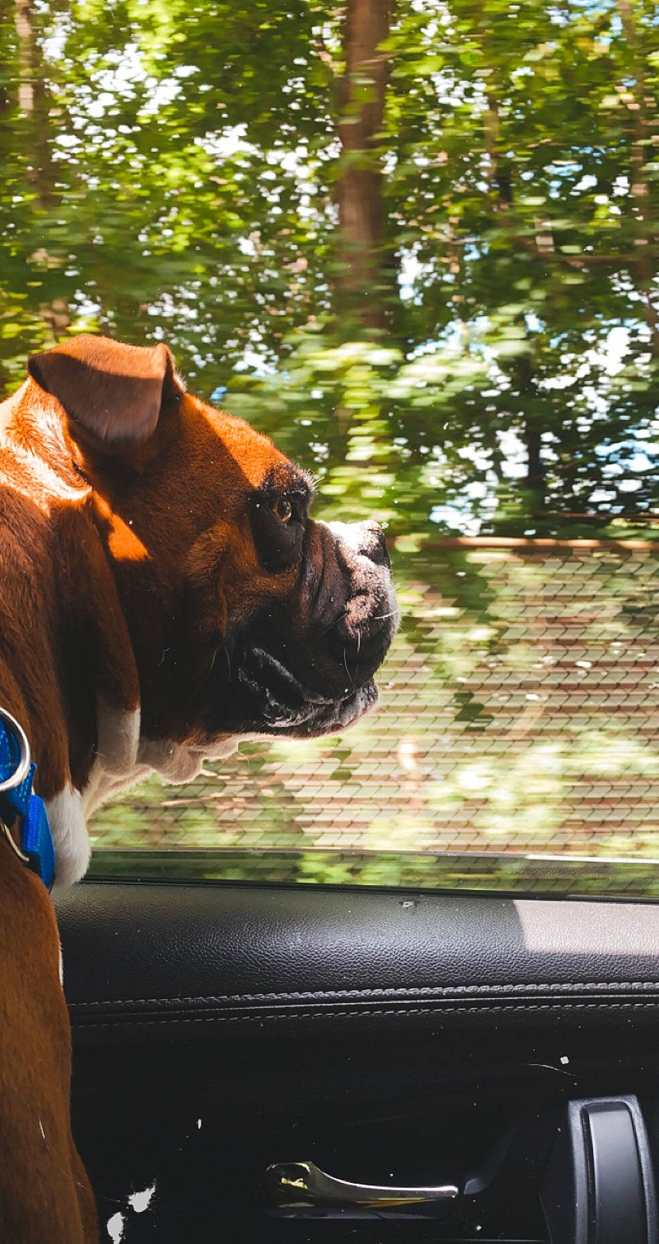 Liam is registered to the contest to win money with this photo: carnivore, companion_dog, dog, dog_breed, eyewear, fawn, felidae, grass, liver, plant, snout, tail, terrestrial_animal, tints_and_shades, tree, trunk, vehicle_door, whiskers, wood, working_animal