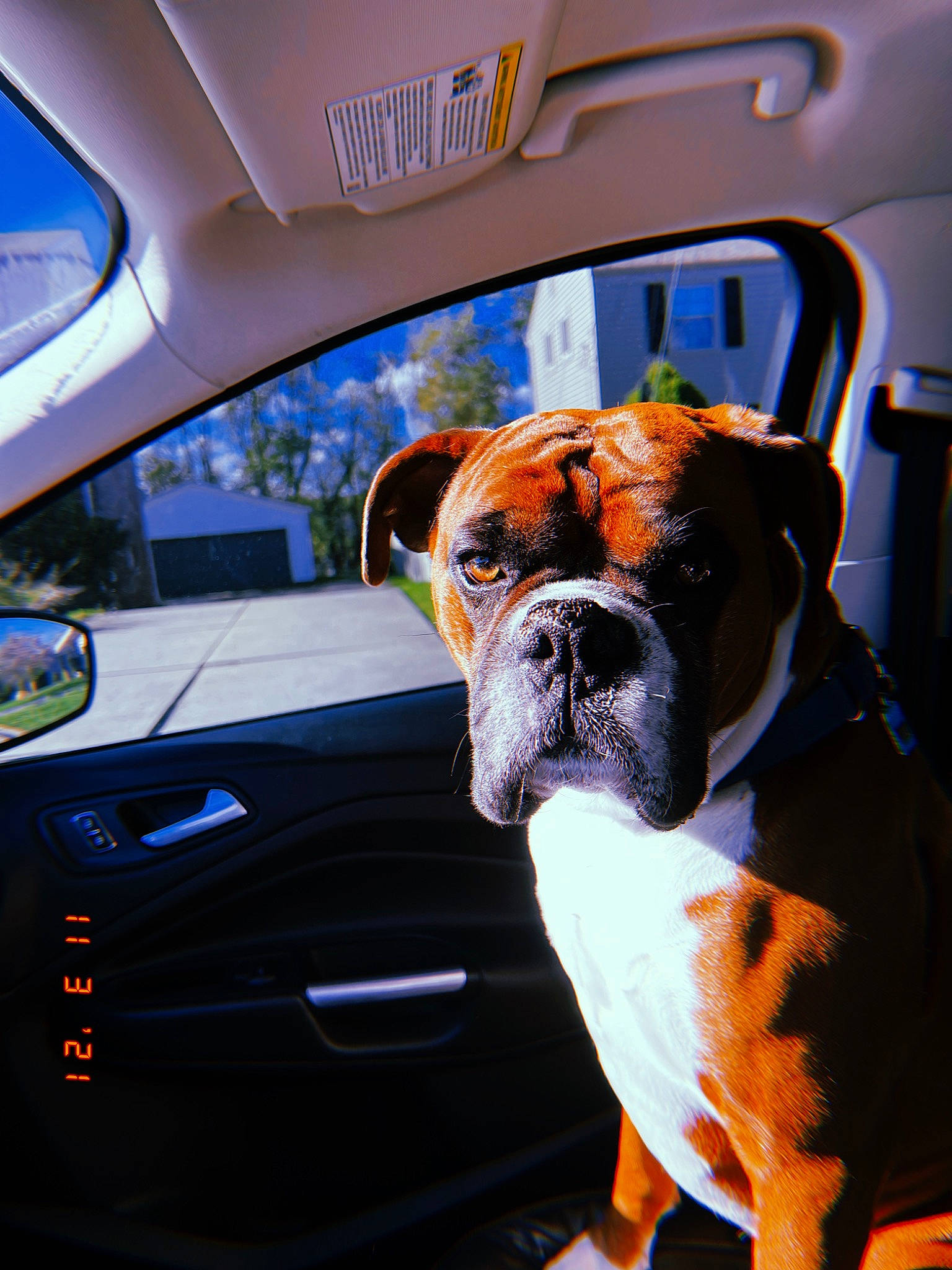 Liam joined the competition — help win amazing prizes! automotive_exterior, automotive_lighting, automotive_mirror, boxer, bulldog, car, carnivore, collar, companion_dog, dog, dog_breed, dog_collar, fawn, hood, motor_vehicle, personal_luxury_car, snout, vehicle, vehicle_door, working_animal