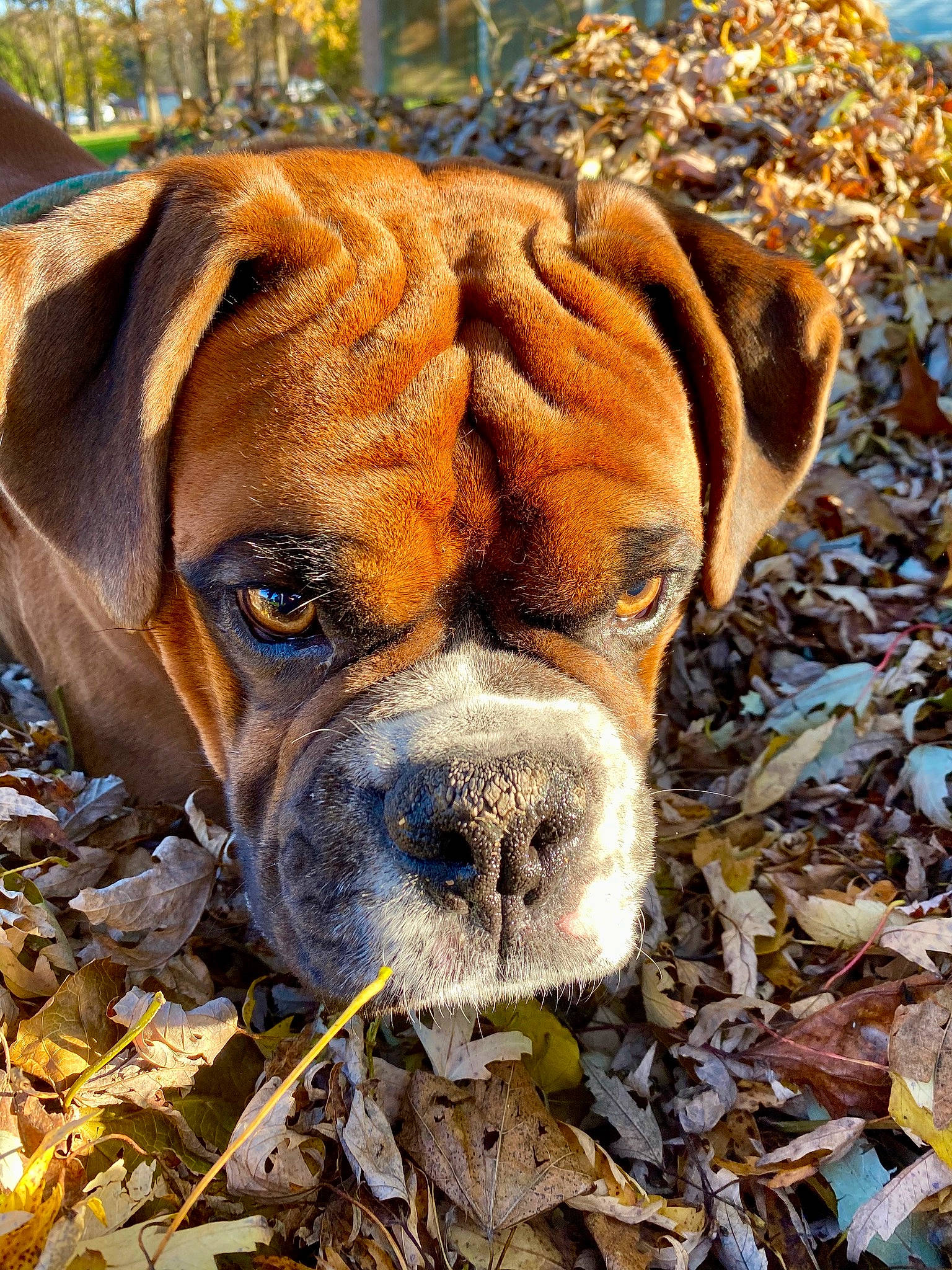 Liam is registered to the contest to win money with this photo: ancient_dog_breeds, boxer, carnivore, collar, companion_dog, dog, dog_breed, fawn, grass, liver, molosser, non_sporting_group, plant, snout, sporting_group, terrestrial_animal, tree, whiskers, working_dog, wrinkle