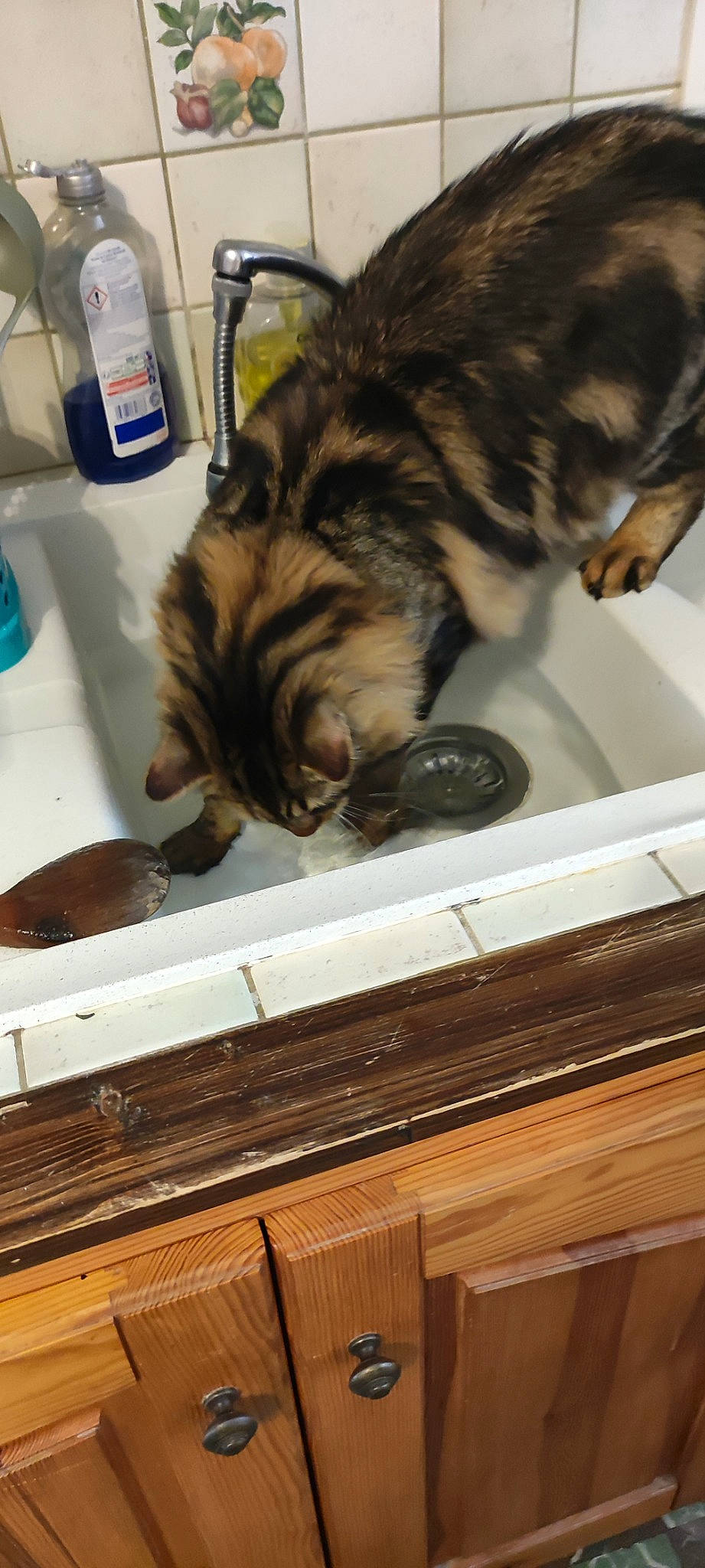 Tango a rejoint le concours — aidez-le/la à gagner de superbes lots ! brown, carnivore, cat, comfort, domestic_short_haired_cat, felidae, fur, hardwood, home_appliance, kitchen_appliance, major_appliance, mammal, pet_supply, room, small_to_medium_sized_cats, snout, tail, vertebrate, whiskers, wood