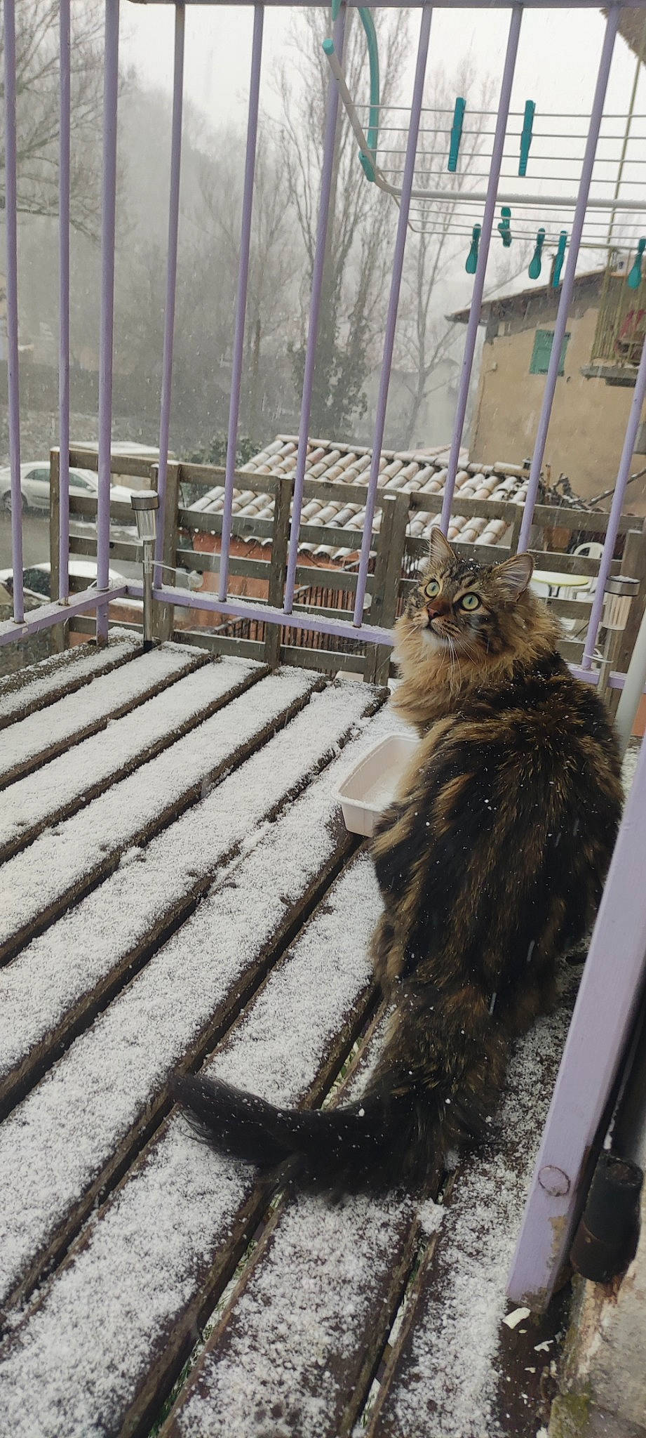 Tango a rejoint le concours — aidez-le/la à gagner de superbes lots ! fence, flooring, fog, fur, fur_clothing, hardwood, metal, shadow, steel, tree, winter, wood