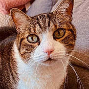 Mimi participe au concours pour gagner de l'argent avec cette photo : animal, blanket, cat, close_up, couch, cozy, curious, cute, domestic_animal, feline, fur, green_eyes, indoor, mammal, pet, pink_nose, portrait, relaxing, tabby, whiskers