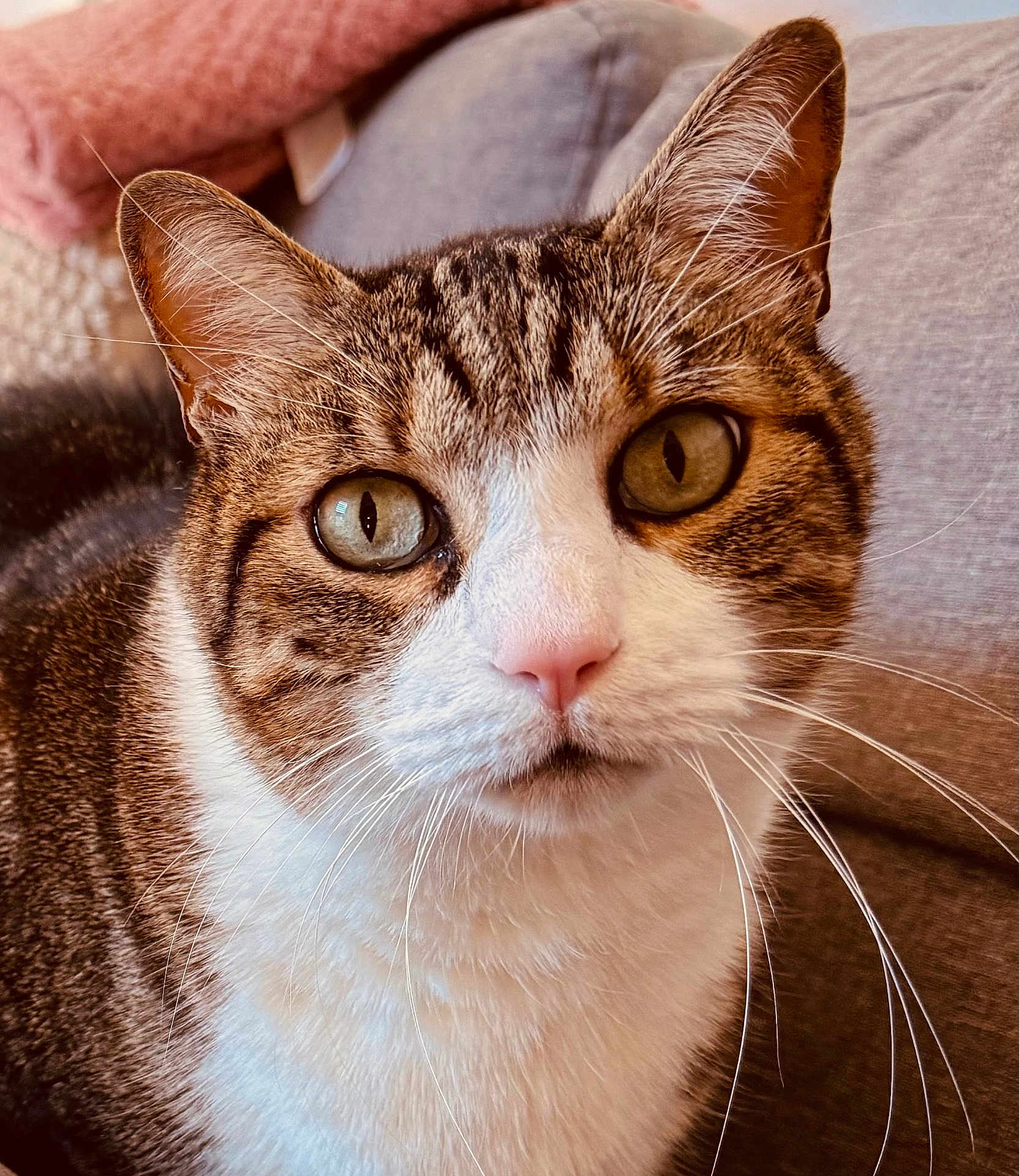 Mimi participe au concours pour gagner de l'argent avec cette photo : animal, blanket, cat, close_up, couch, cozy, curious, cute, domestic_animal, feline, fur, green_eyes, indoor, mammal, pet, pink_nose, portrait, relaxing, tabby, whiskers