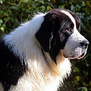 Vaillant a rejoint le concours — aidez-le/la à gagner de superbes lots ! dog, black_and_white, fluffy, outdoor, nature, portrait, animal, canine, fur, side_view, sunlight, close_up, pet, mammal, watchful, greenery, peaceful, daylight, background_blur, profile