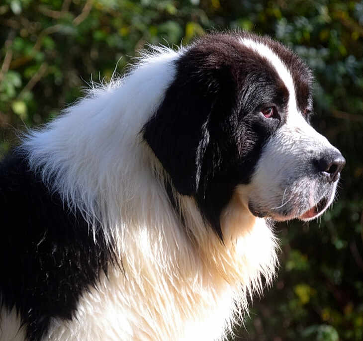 Vaillant a rejoint le concours — aidez-le/la à gagner de superbes lots ! dog, black_and_white, fluffy, outdoor, nature, portrait, animal, canine, fur, side_view, sunlight, close_up, pet, mammal, watchful, greenery, peaceful, daylight, background_blur, profile