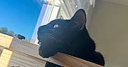 Kenobi joined the competition — help win amazing prizes! black_cat, cat, pet, window, daylight, wooden_perch, indoor, sunlight, animal, fur, whiskers, ears, face, looking_out, blue_sky, reflection, cozy, relaxed, domestic, house