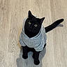Kenobi joined the competition — help win amazing prizes! black_cat, cat, hoodie, clothing, pet, animal, green_eyes, curious, floor, wooden_floor, indoor, sitting, looking_up, tail, fur, cozy, cute, domestic_cat, feline, portrait