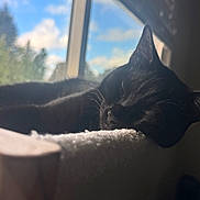 Kenobi joined the competition — help win amazing prizes! cat, black_cat, sleeping, window, daylight, indoor, pet, feline, resting, soft_surface, cozy, whiskers, closeup, animal, nature_view, sky, clouds, quiet, calm, relaxation
