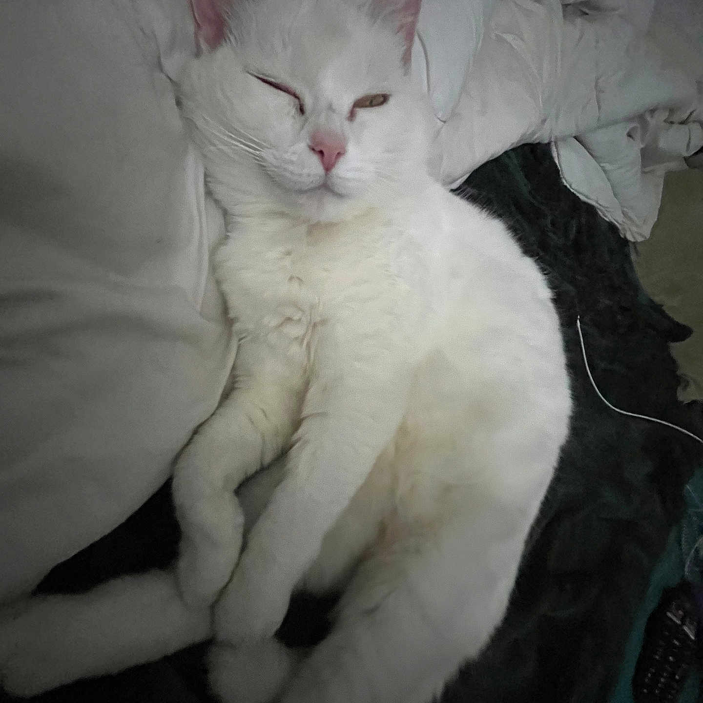 Zola participe au concours pour gagner de l'argent avec cette photo : cat, white_cat, pet, sleepy, relaxed, bed, blanket, fur, animal, cute, indoor, cozy, resting, whiskers, pink_nose, ears, paw, mammal, feline, domestic_animal