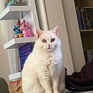 Zola participe au concours pour gagner de l'argent avec cette photo : cat, white_cat, indoor, sitting, table, shelf, toy, books, decor, furniture, pet, animal, curious, closeup, golden_eyes, fluffy, cozy, marble_surface, quiet, cute