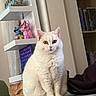 cat, white_cat, indoor, sitting, table, shelf, toy, books, decor, furniture, pet, animal, curious, closeup, golden_eyes, fluffy, cozy, marble_surface, quiet, cute
