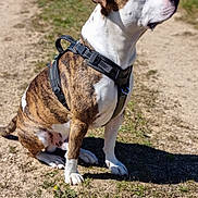 Otto a rejoint le concours — aidez-le/la à gagner de superbes lots ! dog, canine, brindle, pet, harness, sitting, outdoor, dirt_path, grass, paws, snout, profile, attentive, leash, nature, sunlit, portrait, shadow, muzzle, walking_path