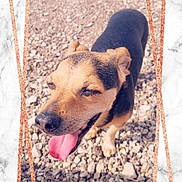 Franklin a rejoint le concours — aidez-le/la à gagner de superbes lots ! dog, tongue, panting, outdoor, gravel, marble_frame, rose_gold_frame, brown_coat, black_coat, pet, canine, portrait, closeup, sunny, squinting, smiling, nose, ears, paw, shadow