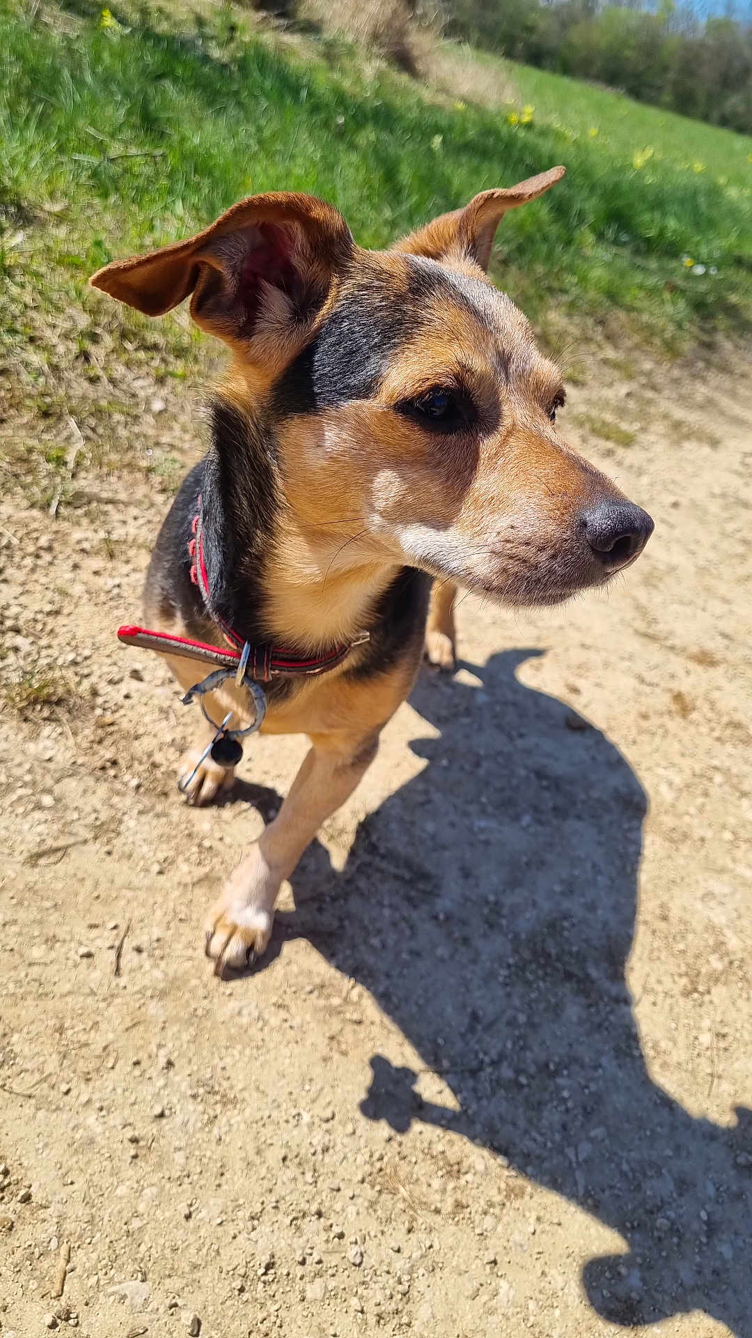 Franklin participe au concours pour gagner de l'argent avec cette photo : dog, pet, canine, outdoor, grass, dirt_path, close_up, portrait, ears, snout, paws, collar, collar_tag, shadow, walking, sunny, nature, field, alert, small_breed