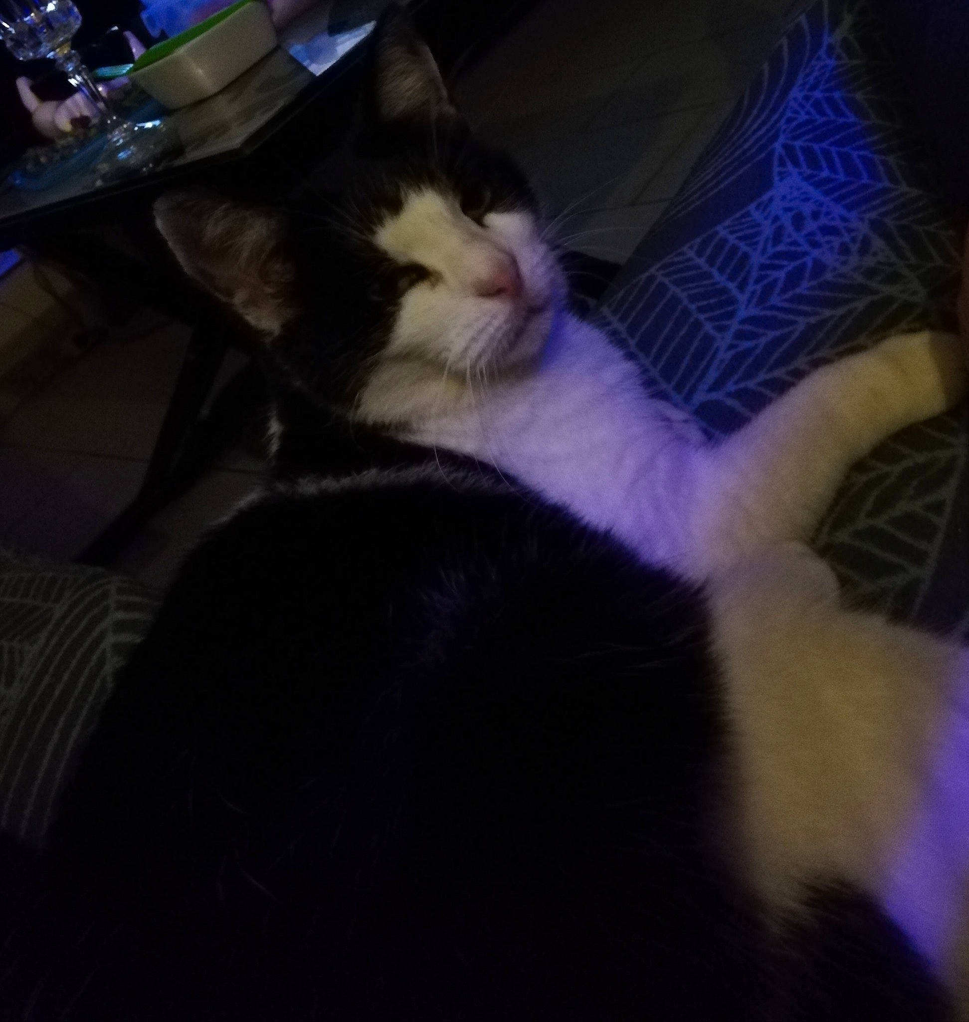 Kylia a rejoint le concours — aidez-le/la à gagner de superbes lots ! canidae, carnivore, cat, claw, cloud, comfort, darkness, domestic_short_haired_cat, felidae, fur, lap, meteorological_phenomenon, nap, night, paw, sky, small_to_medium_sized_cats, square, tail, whiskers