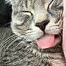 cat, tabby, tongue_out, close_up, whiskers, sleeping, cute, feline, pet, face, pink_fabric, grey_fur, soft, cozy, animal, domestic_cat, snuggling, relaxed, tongue, nap