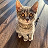 kitten, cat, tabby, pet, animal, fur, whiskers, ears, floor, wooden_floor, sunlight, shadow, cute, young, small, indoor, looking_up, domestic_cat, feline, eyes