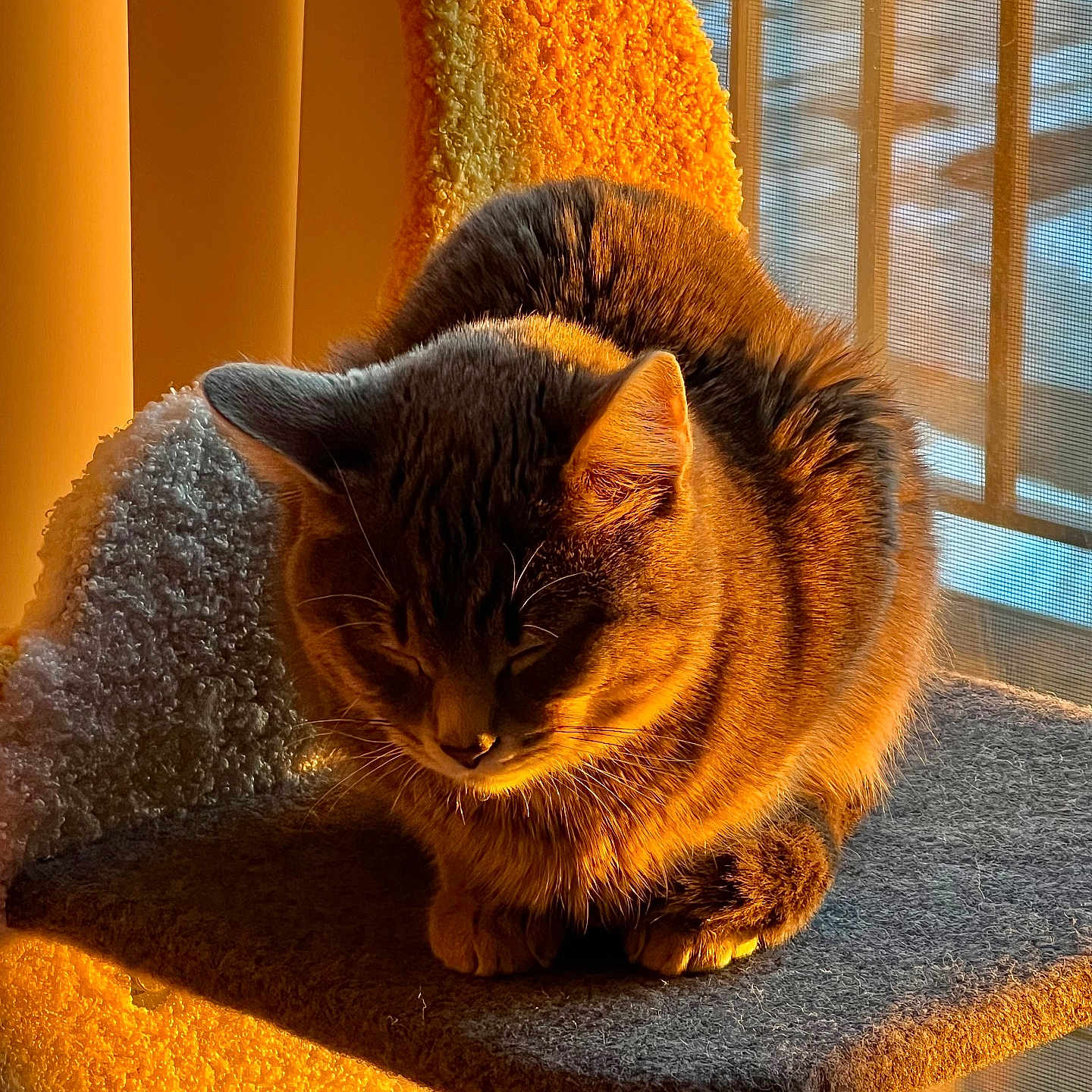 Suki is registered to the contest to win money with this photo: cat, tabby, sunlight, cat_tree, indoor, pet, feline, cozy, resting, furry, animal, window, shadow, soft_light, domestic, cute, sleeping, warm, orange_tone, relaxed