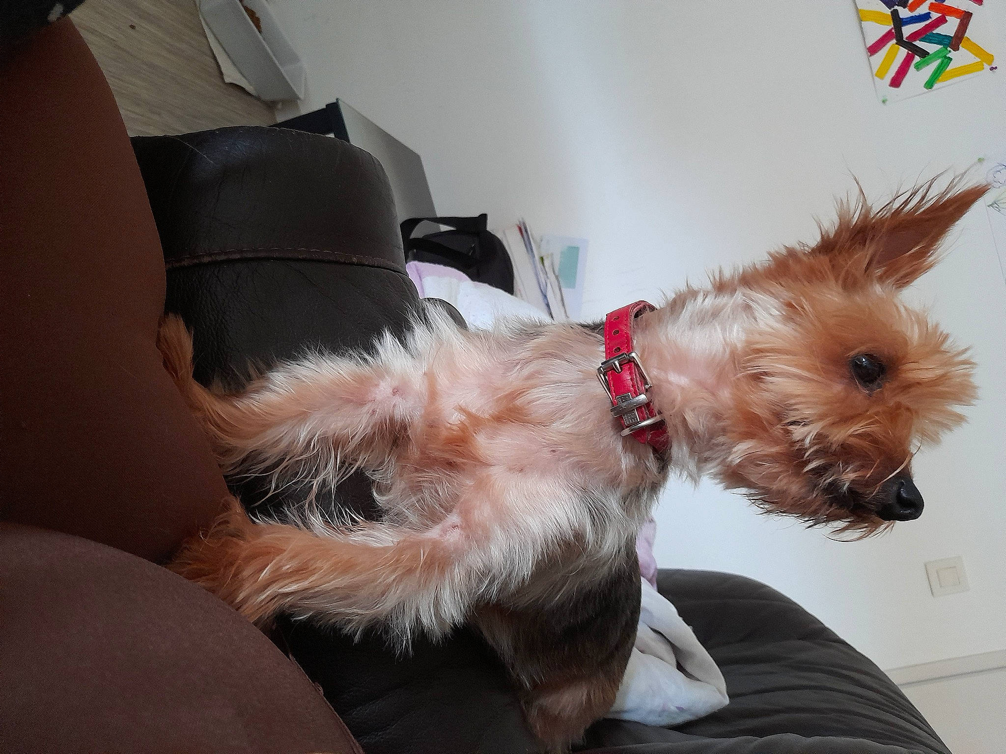 Ticoeur a rejoint le concours — aidez-le/la à gagner de superbes lots ! carnivore, collar, comfort, companion_dog, dog, dog_breed, dog_collar, dog_supply, fawn, fur, liver, small_terrier, snout, sporting_group, toy_dog, working_animal