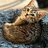 kitten, cat, tabby, pet, animal, cute, feline, fur, whiskers, ears, eyes, blanket, blue, soft, cozy, resting, indoor, closeup, portrait, sleepy