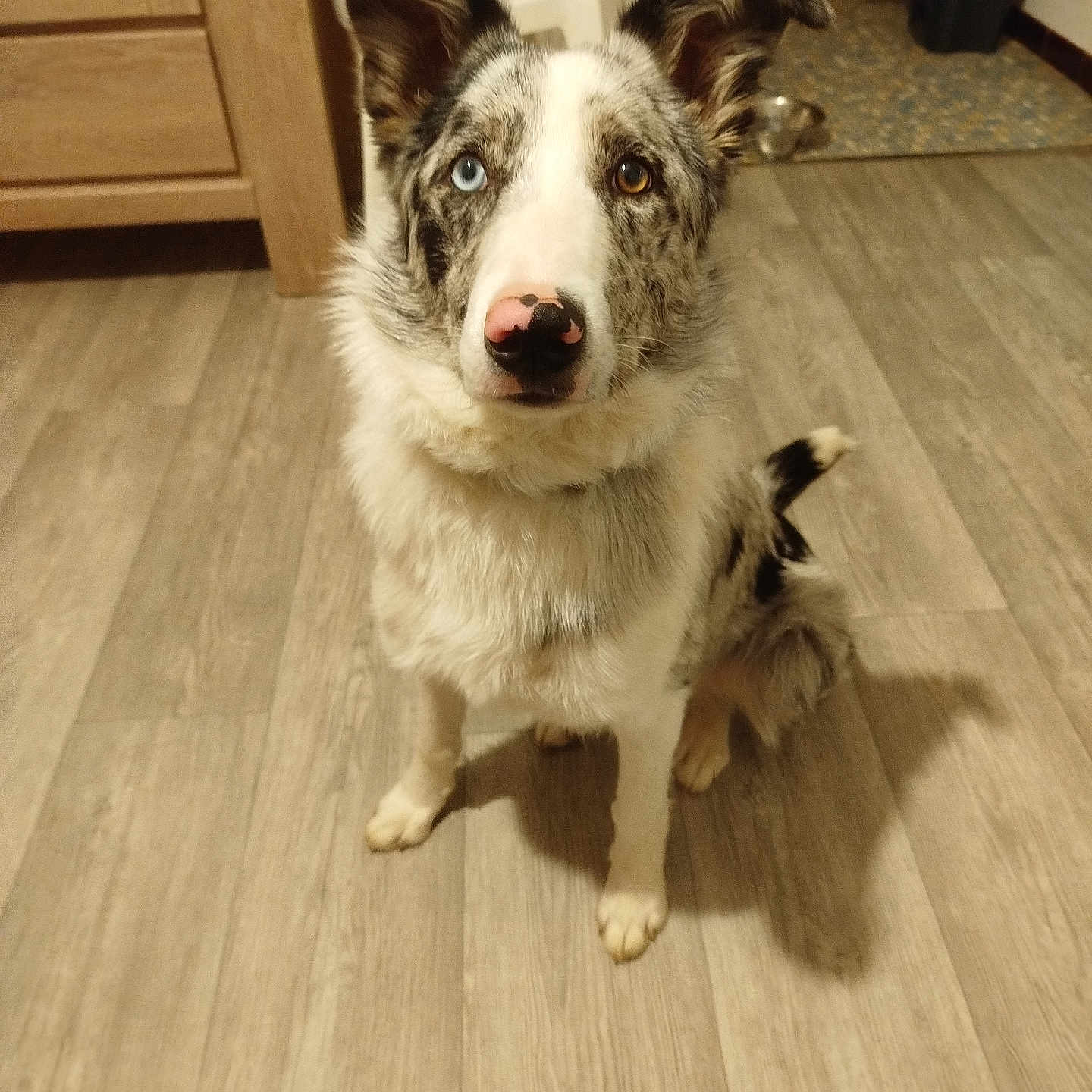 Missy a rejoint le concours — aidez-le/la à gagner de superbes lots ! accessories, animal, architecture, building, canine, collie, dog, furniture, hardwood, husky, indoors, interiordesign, livingroom, pet, plywood, puppy, room, stainedwood, strap, wood