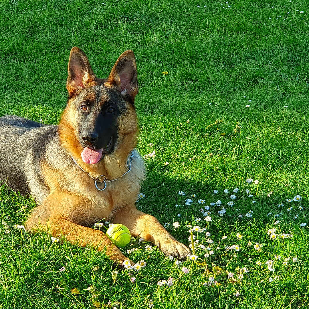 Tahiti a rejoint le concours — aidez-le/la à gagner de superbes lots ! animal, canine, collar, daylight, dog, field, flowers, german_shepherd, grass, greenery, happy, lying_down, nature, outdoor, pet, playful, summer, sunlight, tennis_ball, tongue_out