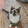 cat, calico_cat, green_eyes, curious, sitting, indoor, woven_rug, textured_rug, chair_leg, cozy, pet, animal, feline, whiskers, paws, looking_up, floor, home, domestic_cat, fur