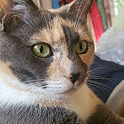 Pippa participe au concours pour gagner de l'argent avec cette photo : cat, close_up, green_eyes, gray_fur, cream_fur, white_fur, whiskers, indoor, pet, feline, relaxed, curious, soft_fur, animal, mammal, domestic, portrait, cozy, background, household