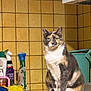 cat, calico_cat, kitchen, counter, cleaning_supplies, yellow_tiles, household, pet, feline, indoor, sitting, looking, fur, animal, domestic, quiet, still_life, container, spray_bottle, cleaning_cloth