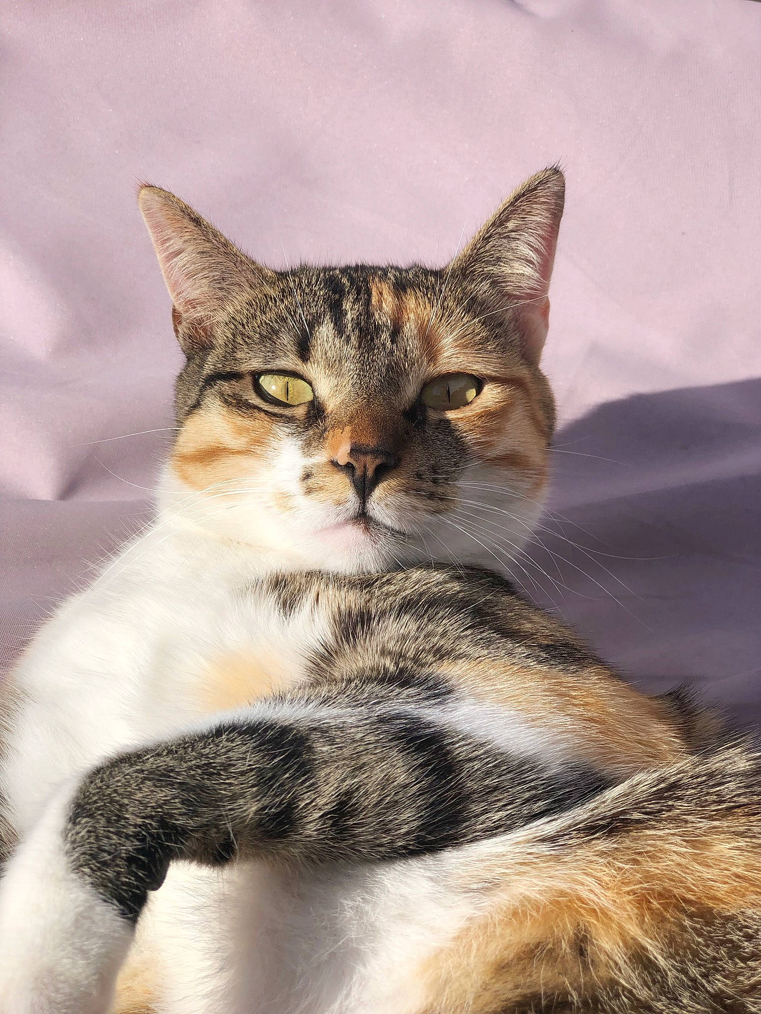 Hannah participe au concours pour gagner de l'argent avec cette photo : carnivore, cat, claw, comfort, domestic_short_haired_cat, eye, felidae, fur, iris, paw, photo_caption, sand, sitting, small_to_medium_sized_cats, snout, terrestrial_animal, whiskers, wildlife