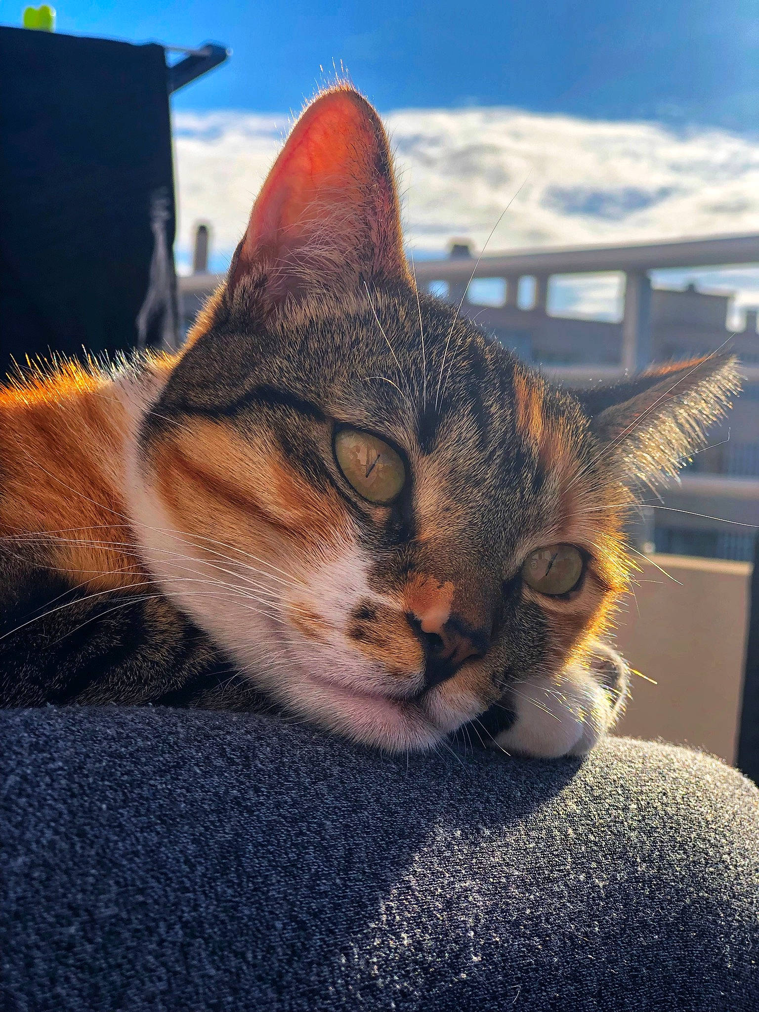 Hannah participe au concours pour gagner de l'argent avec cette photo : carnivore, cat, claw, comfort, domestic_short_haired_cat, fawn, felidae, fur, grass, morning, paw, sitting, sky, small_to_medium_sized_cats, snout, tail, tree, whiskers, wildlife, window