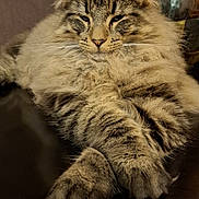 Apollon participe au concours pour gagner de l'argent avec cette photo : cat, tabby, fluffy, paws, relaxed, sleepy, indoor, flower, vase, table, feline, pet, whiskers, fur, closeup, animal, domestic, cozy, resting, portrait