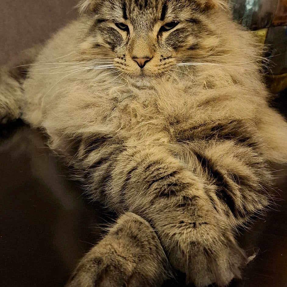Apollon participe au concours pour gagner de l'argent avec cette photo : animal, cat, closeup, cozy, domestic, feline, flower, fluffy, fur, indoor, paws, pet, portrait, relaxed, resting, sleepy, tabby, table, vase, whiskers