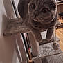 cat, scottish_fold, gray_cat, cat_tree, indoor, pet, furniture, curious, wide_eyes, whiskers, soft_lighting, cozy, perched, playful, toy_ball, carpeted, household, domestic_animal, wooden_floor, shadow