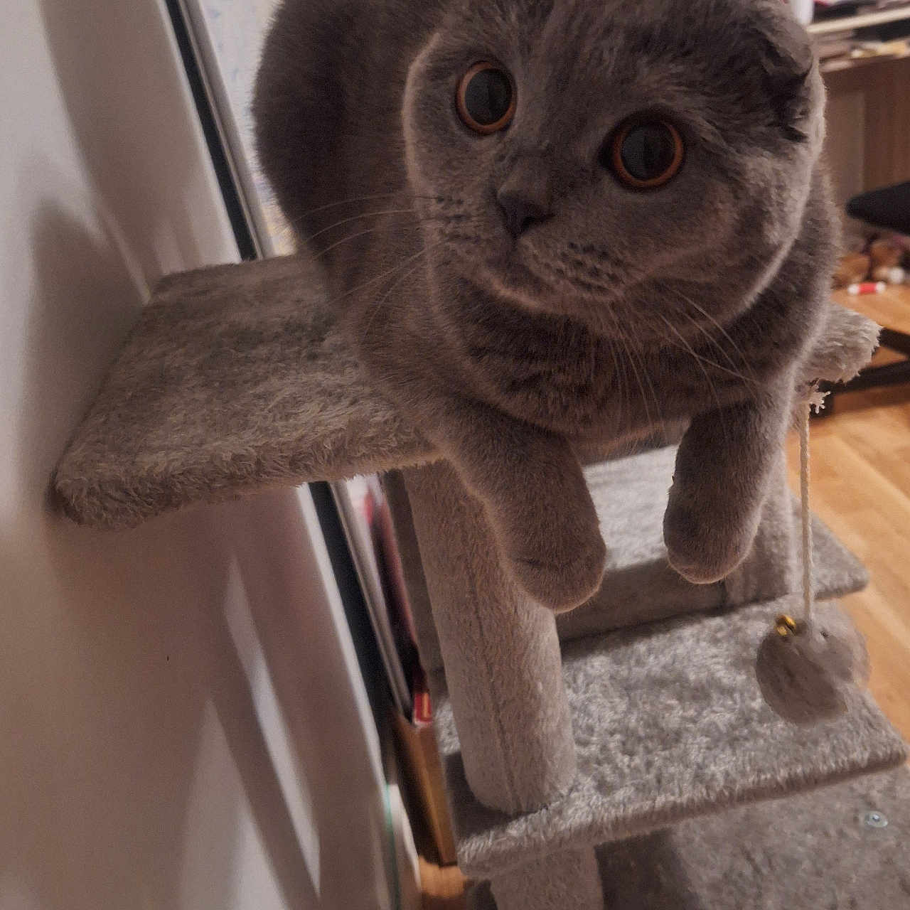 Chanel participe au concours pour gagner de l'argent avec cette photo : carpeted, cat, cat_tree, cozy, curious, domestic_animal, furniture, gray_cat, household, indoor, perched, pet, playful, scottish_fold, shadow, soft_lighting, toy_ball, whiskers, wide_eyes, wooden_floor