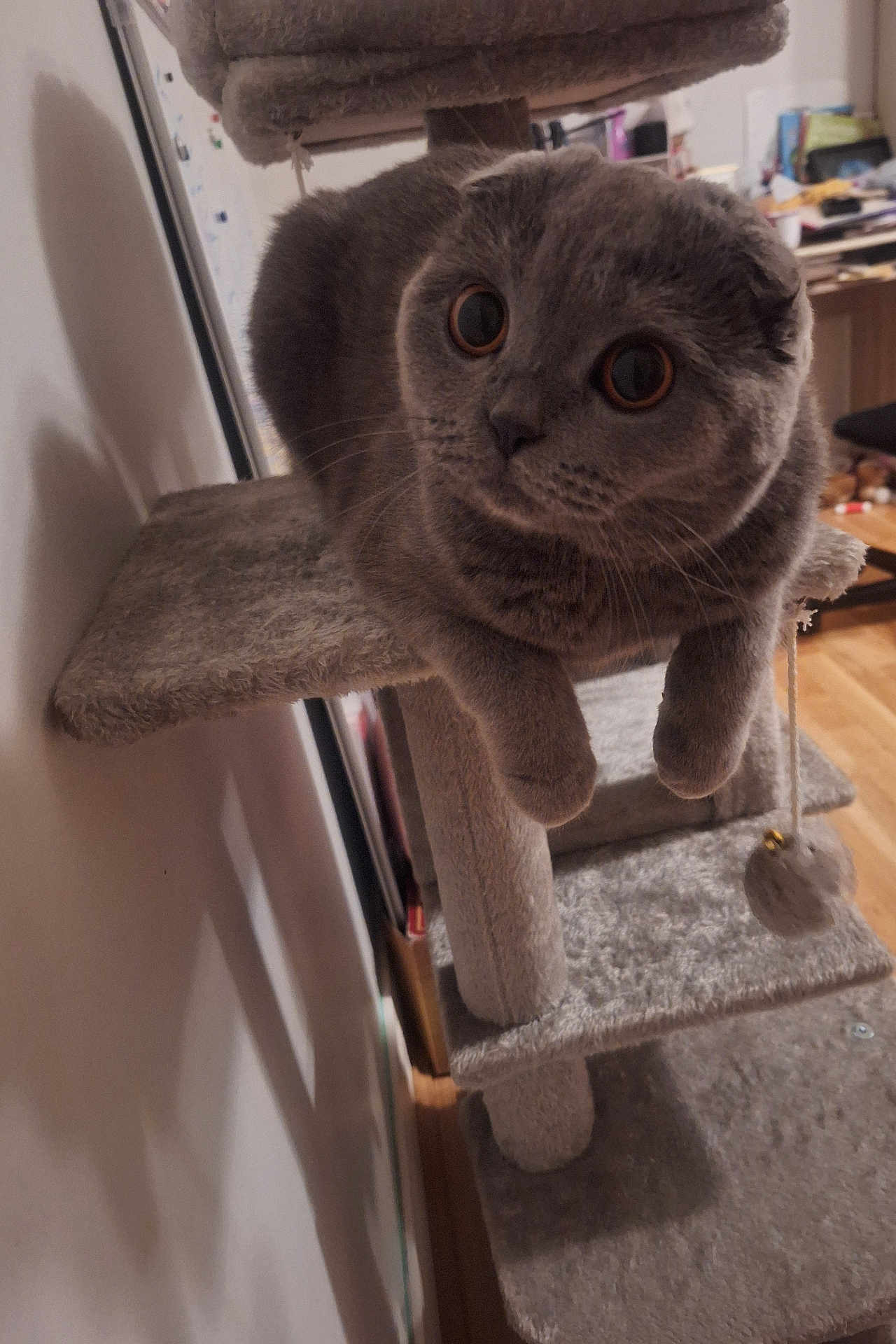 Chanel participe au concours pour gagner de l'argent avec cette photo : cat, scottish_fold, gray_cat, cat_tree, indoor, pet, furniture, curious, wide_eyes, whiskers, soft_lighting, cozy, perched, playful, toy_ball, carpeted, household, domestic_animal, wooden_floor, shadow